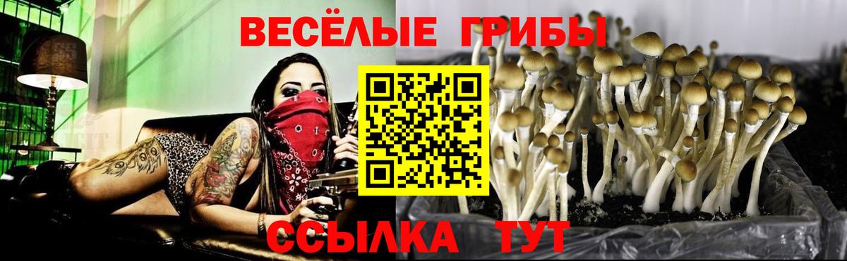 Псилоцибиновые грибы Cubensis  Вход с VPN  Вязьма 